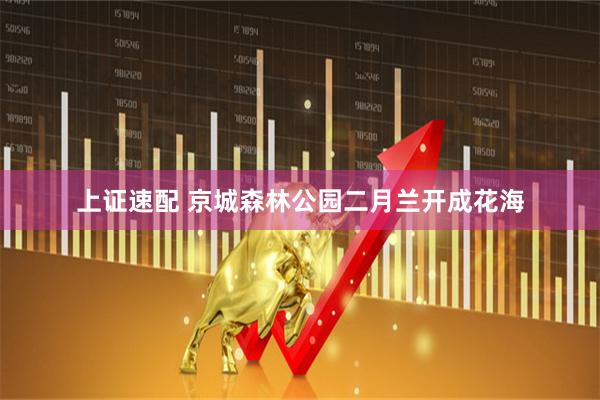 上证速配 京城森林公园二月兰开成花海
